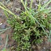 Crassula tetragona acutifolia - Photo (c) Luc Strydom, alguns direitos reservados (CC BY-NC), uploaded by Luc Strydom