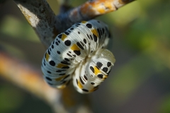 Cimbex quadrimaculatus