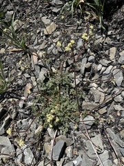 Sanicula saxatilis