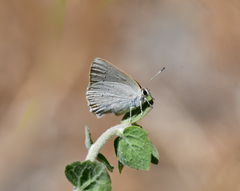 Satyrium sylvinus dryope