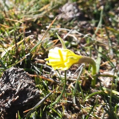 Narcissus bulbocodium graellsii