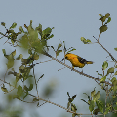 Icterus auratus