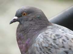 Columba livia domestica