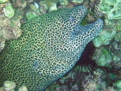 Gymnothorax favagineus
