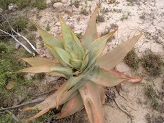 Aloe striata
