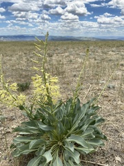 Stanleya viridiflora