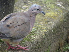 Zenaida auriculata