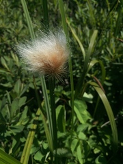 Eriophorum chamissonis
