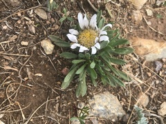 Townsendia rothrockii