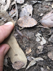 Pseudouroctonus reddelli