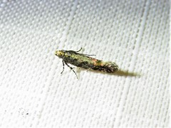 Aristotelia rubidella