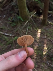 Lactarius occidentalis