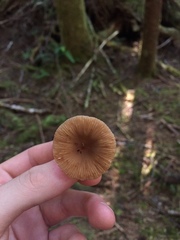 Lactarius occidentalis