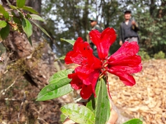 Rhododendron arboreum
