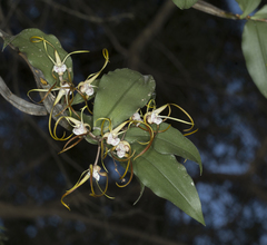 Dendrobium tetragonum melaleucaphilum