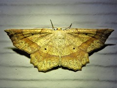 Euchlaena deplanaria