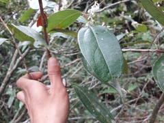 Gaultheria fragrantissima