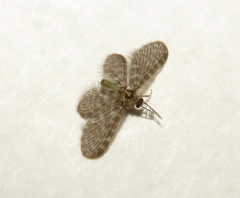 Nallachius americanus