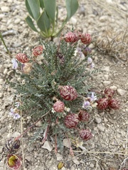 Astragalus jejunus jejunus