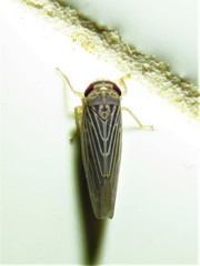 Chlorotettix necopinus