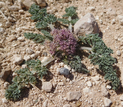 Vesper montanus