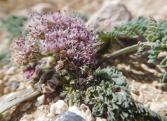 Vesper montanus