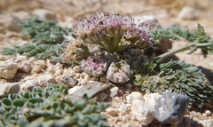 Vesper montanus