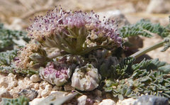 Vesper montanus