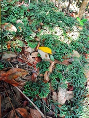 Selaginella intermedia