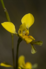 Diuris unica