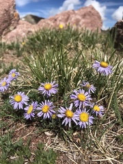 Erigeron pinnatisectus