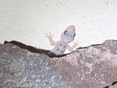 Phyllodactylus nocticolus