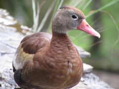 Dendrocygna autumnalis
