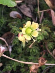 Saxifraga bronchialis funstonii