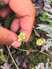 Saxifraga bronchialis funstonii