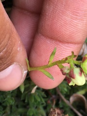 Saxifraga bronchialis funstonii