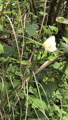Zephyranthes alba
