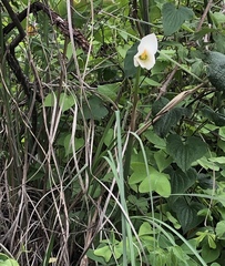 Zephyranthes alba