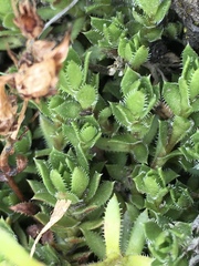 Saxifraga bronchialis funstonii