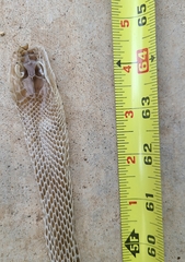 Masticophis flagellum