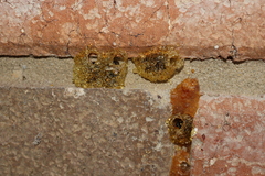 Epsilon chartergiforme