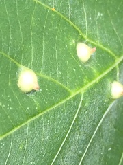 Insecta