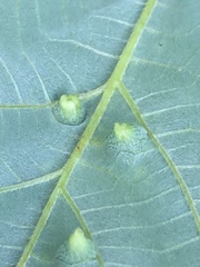 Insecta