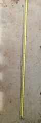 Masticophis flagellum