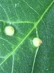 Insecta