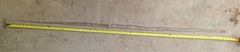 Masticophis flagellum