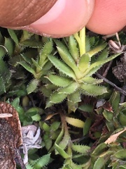 Saxifraga bronchialis funstonii