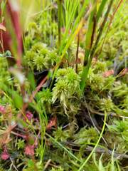 Sphagnum cuspidatum