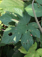 Humulus scandens