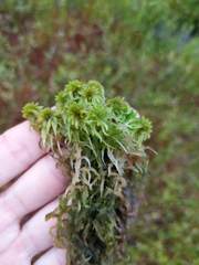Sphagnum cuspidatum